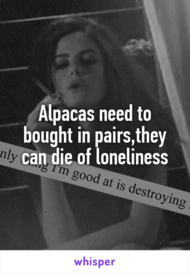 Alpacas need to bought in pairs,they can die of loneliness