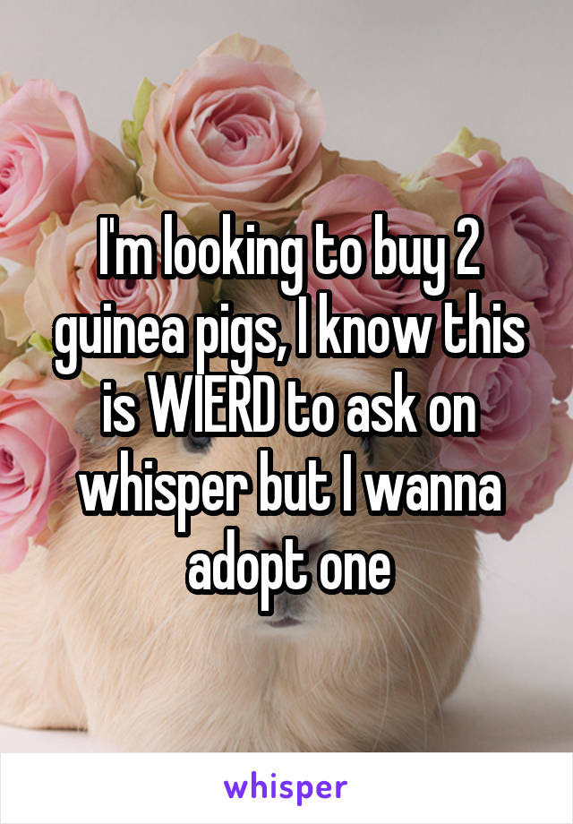 I'm looking to buy 2 guinea pigs, I know this is WIERD to ask on whisper but I wanna adopt one