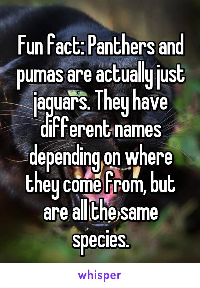 Fun fact: Panthers and pumas are actually just jaguars. They have different names depending on where they come from, but are all the same species.