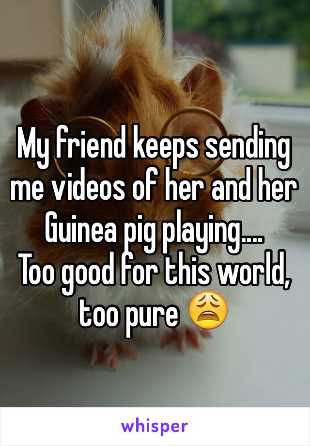 My friend keeps sending me videos of her and her Guinea pig playing....
Too good for this world, too pure 😩