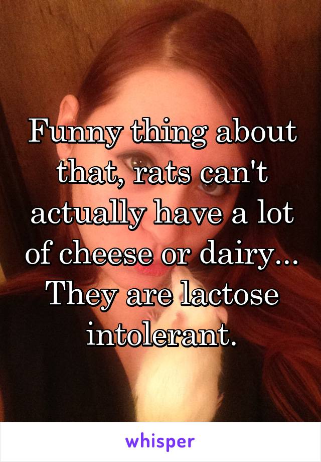 Funny thing about that, rats can't actually have a lot of cheese or dairy... They are lactose intolerant.