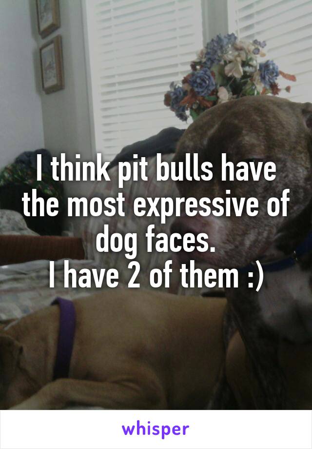 I think pit bulls have the most expressive of dog faces.
I have 2 of them :)
