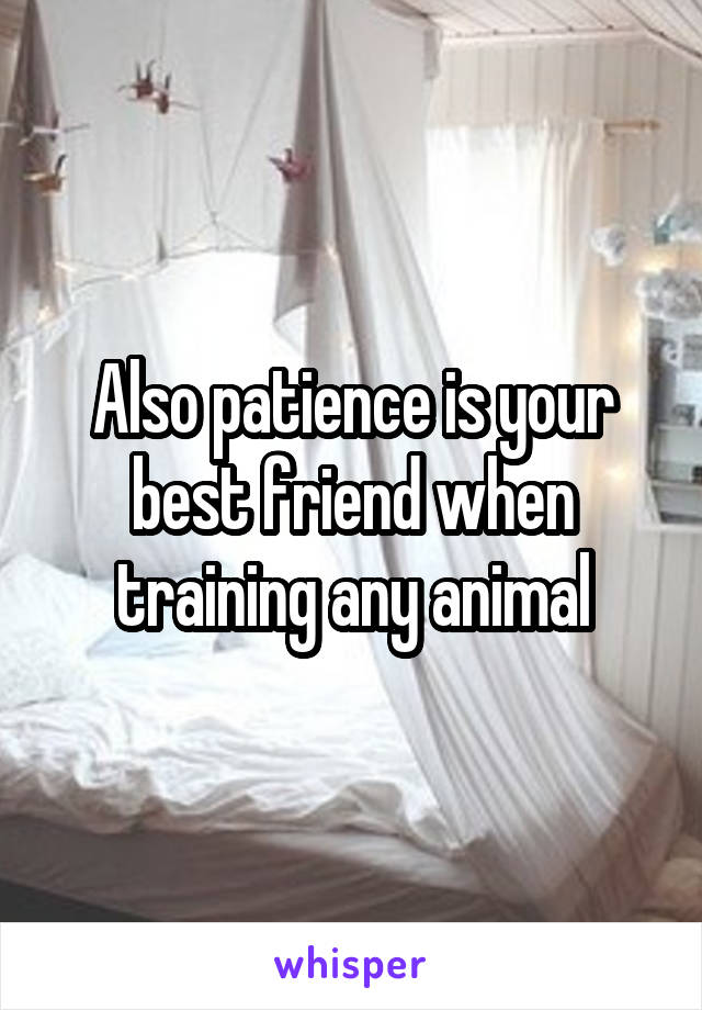 Also patience is your best friend when training any animal