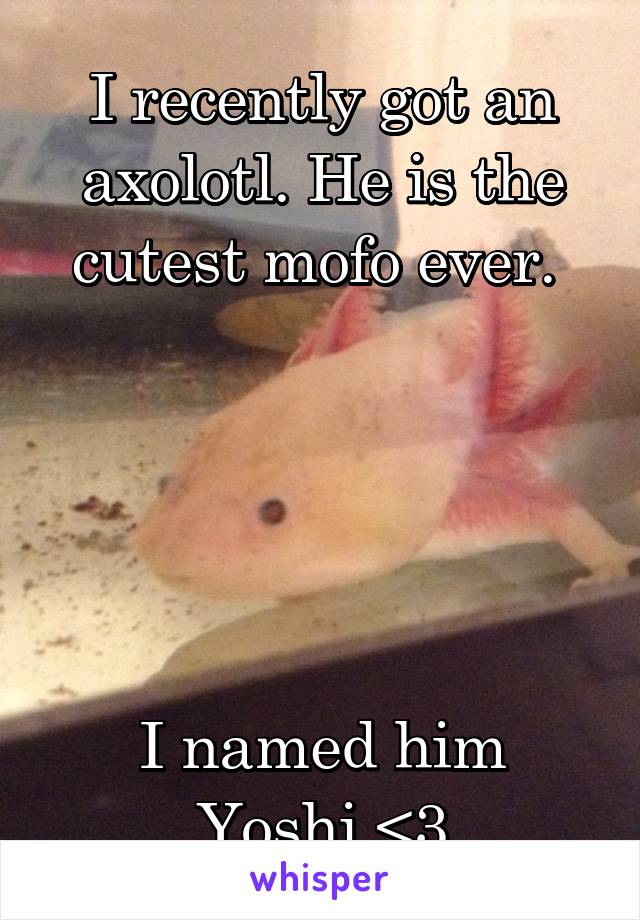 I recently got an axolotl. He is the cutest mofo ever. 





I named him Yoshi <3