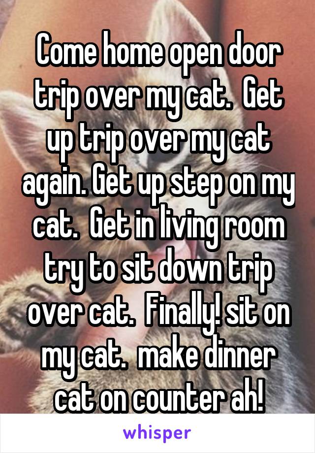 Come home open door trip over my cat.  Get up trip over my cat again. Get up step on my cat.  Get in living room try to sit down trip over cat.  Finally! sit on my cat.  make dinner cat on counter ah!