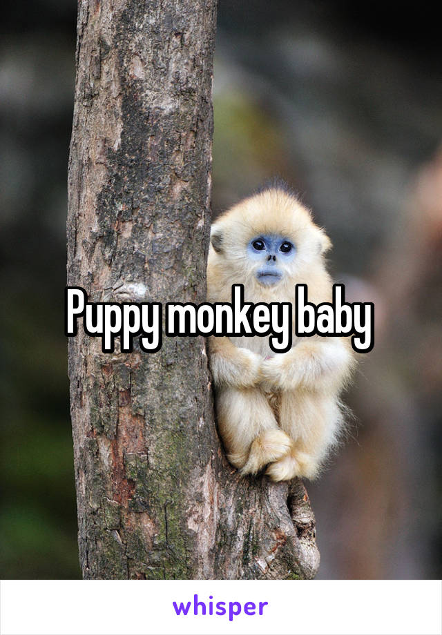 Puppy monkey baby 