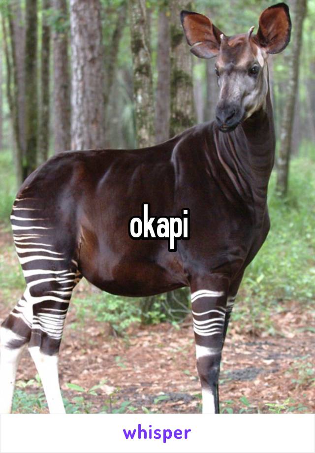  okapi 