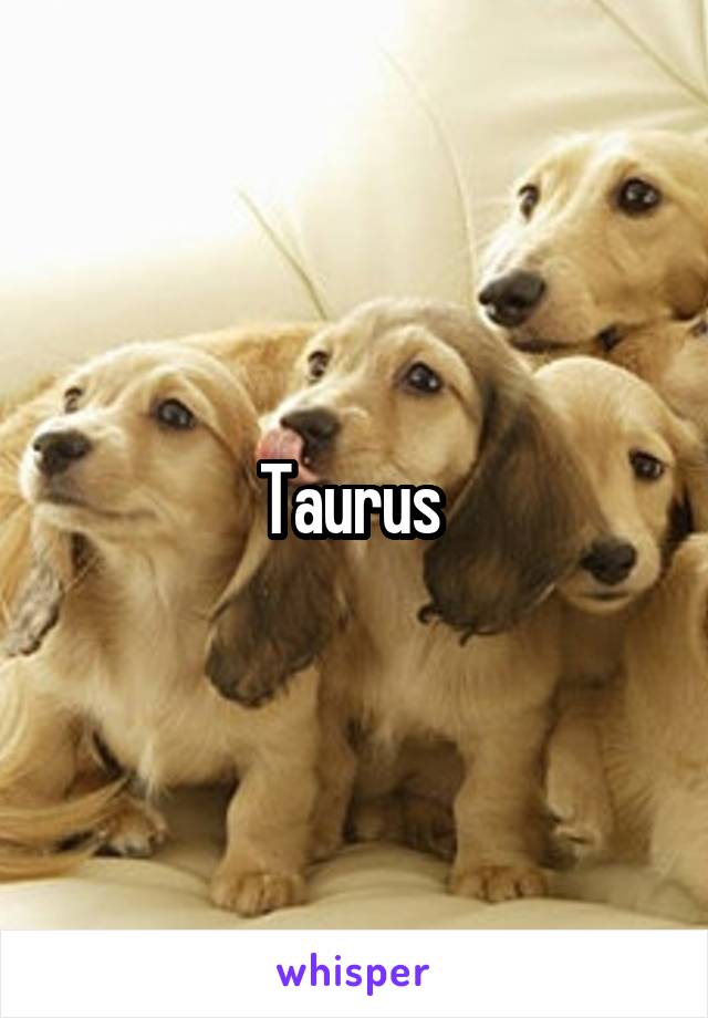 Taurus 