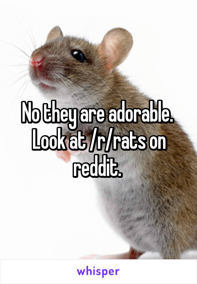 No they are adorable.  Look at /r/rats on reddit. 