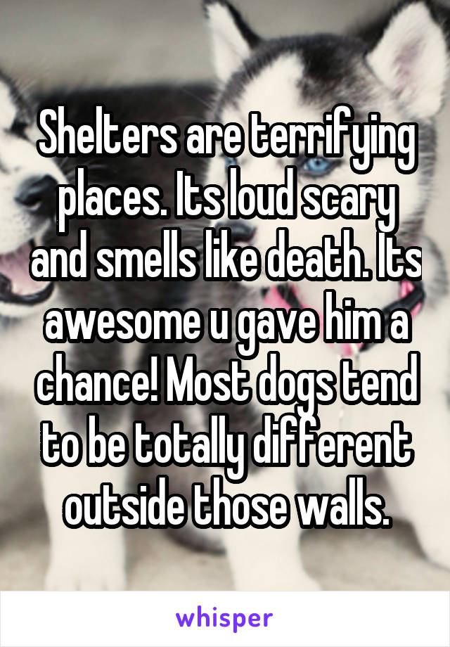 Shelters are terrifying places. Its loud scary and smells like death. Its awesome u gave him a chance! Most dogs tend to be totally different outside those walls.