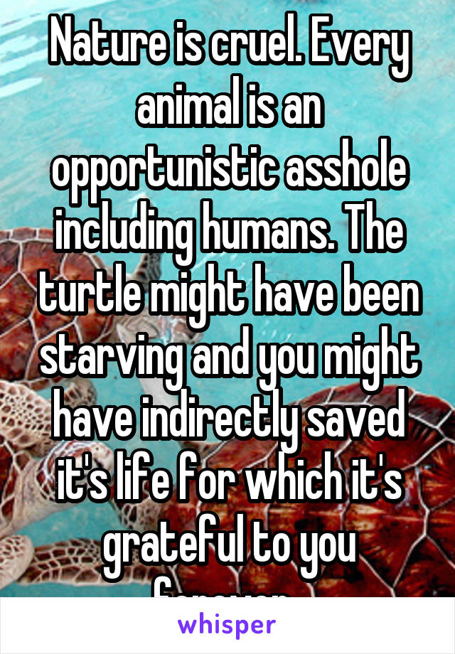 Nature is cruel. Every animal is an opportunistic asshole including humans. The turtle might have been starving and you might have indirectly saved it's life for which it's grateful to you forever. 