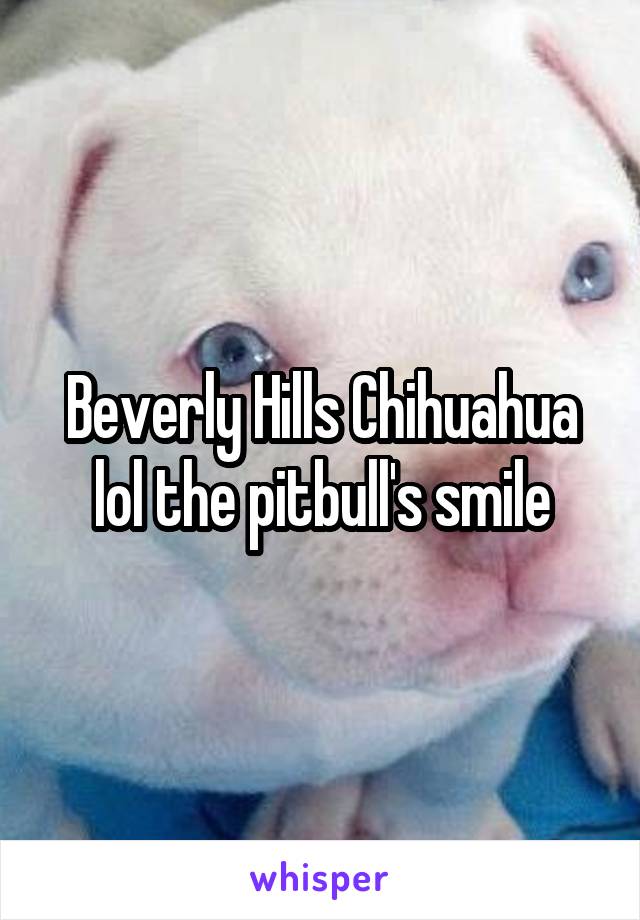 Beverly Hills Chihuahua lol the pitbull's smile