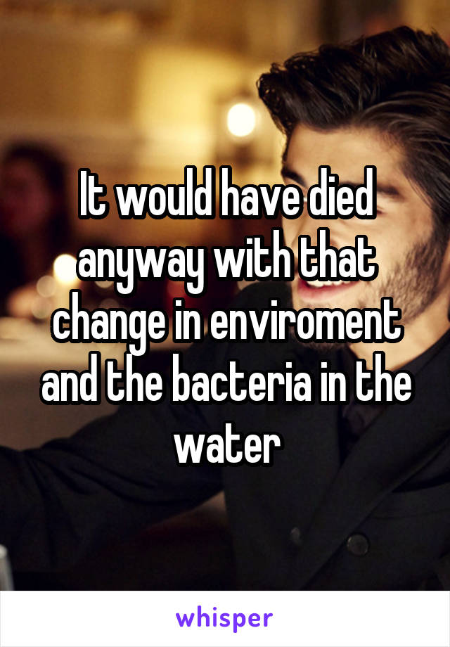 It would have died anyway with that change in enviroment and the bacteria in the water
