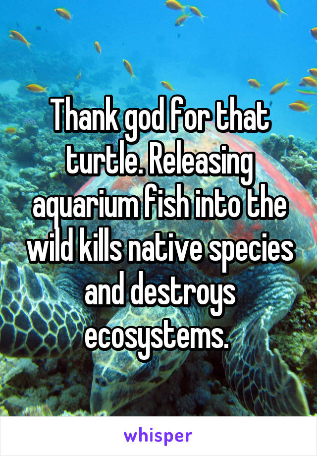 Thank god for that turtle. Releasing aquarium fish into the wild kills native species and destroys ecosystems. 