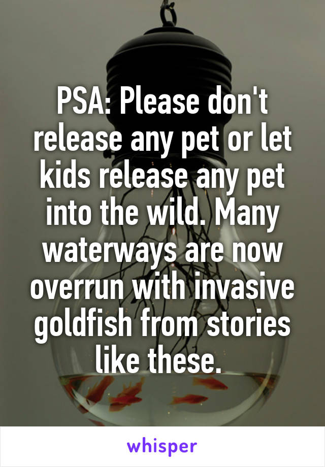 PSA: Please don't release any pet or let kids release any pet into the wild. Many waterways are now overrun with invasive goldfish from stories like these. 