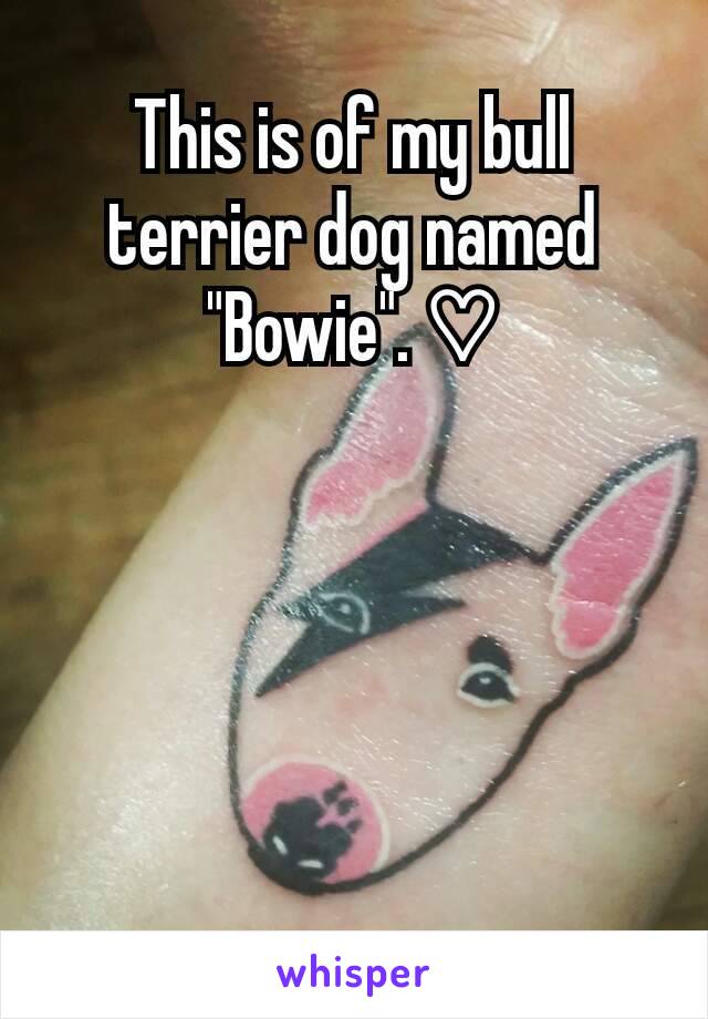 This is of my bull terrier dog named "Bowie". ♡