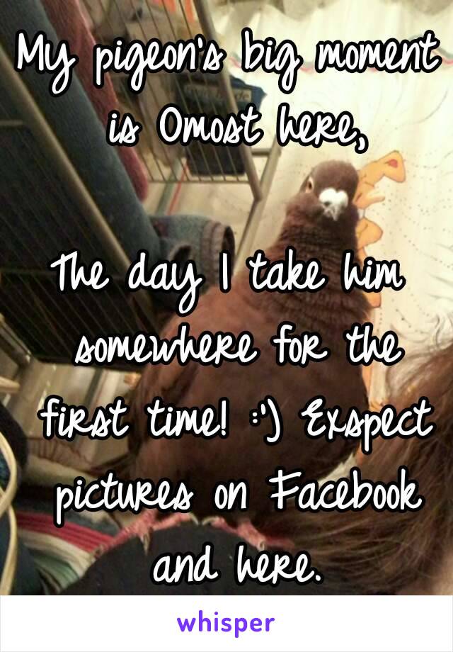 My pigeon's big moment is Omost here,

The day I take him somewhere for the first time! :') Exspect pictures on Facebook and here.