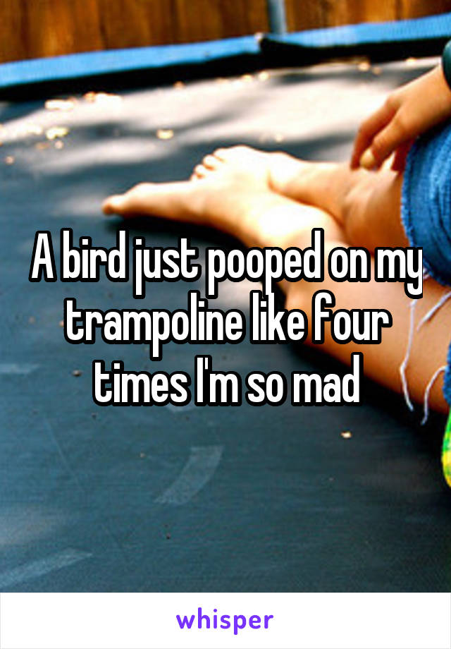 A bird just pooped on my trampoline like four times I'm so mad
