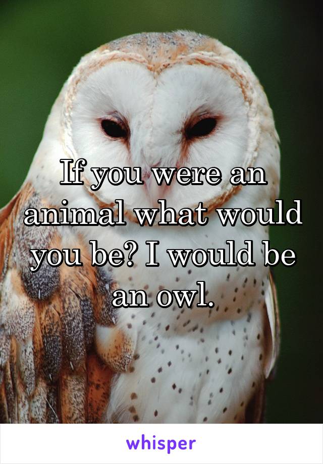 If you were an animal what would you be? I would be an owl.