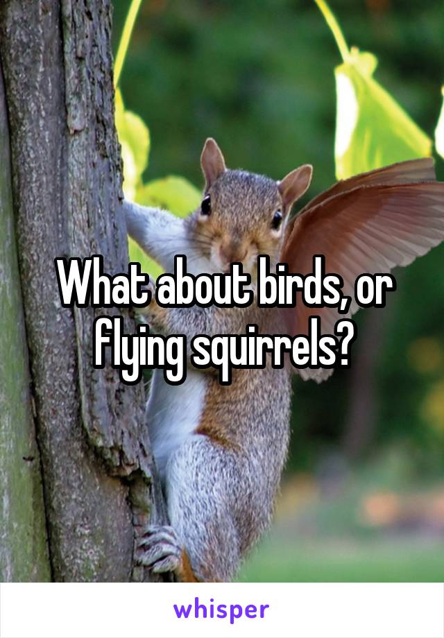 What about birds, or flying squirrels?