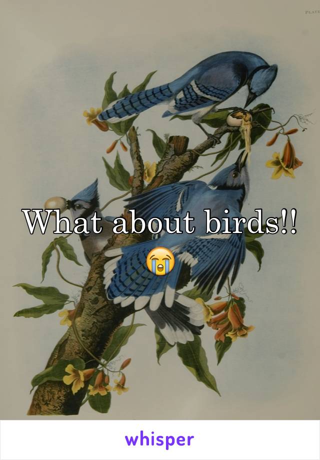 What about birds!! 😭