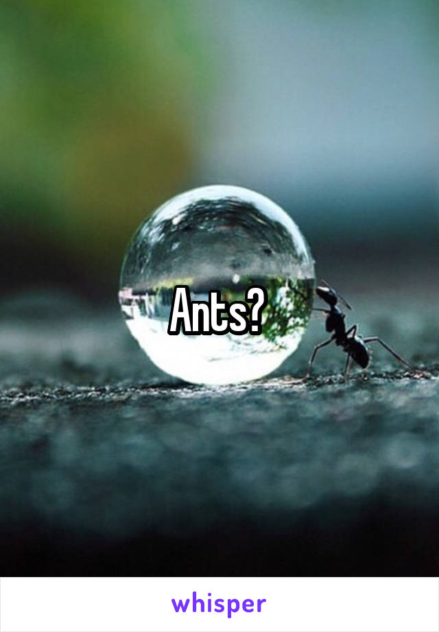 Ants? 