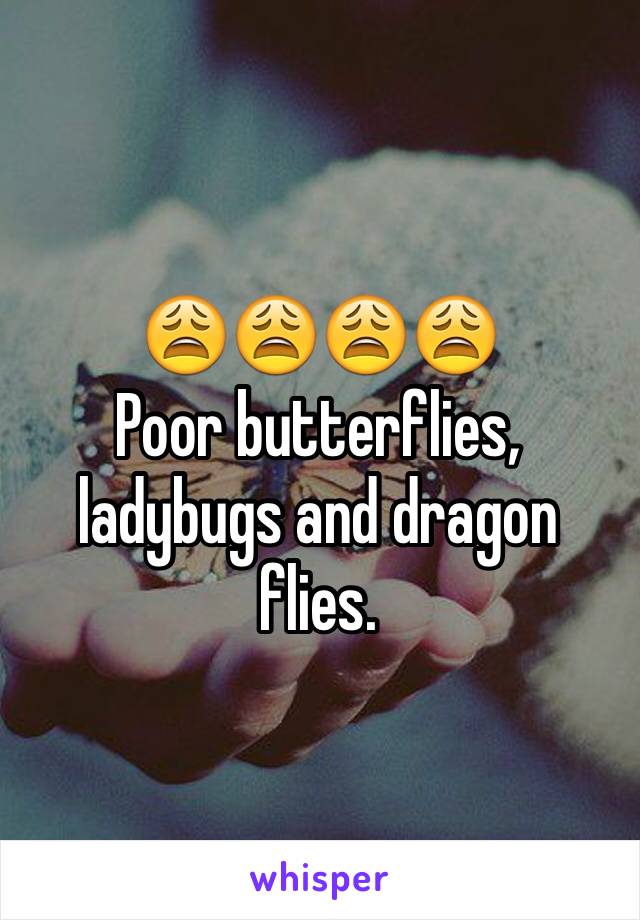 😩😩😩😩 
Poor butterflies, ladybugs and dragon flies. 