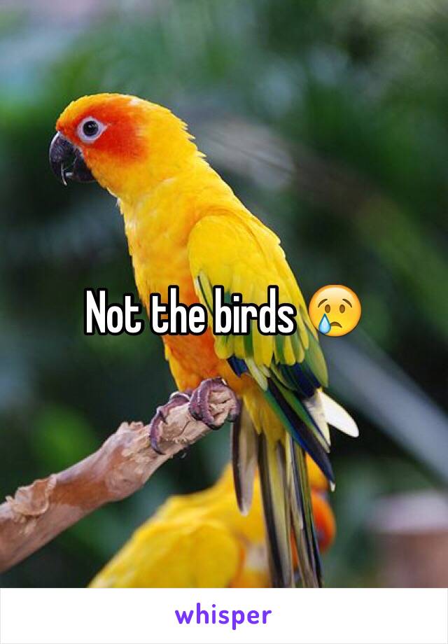 Not the birds 😢