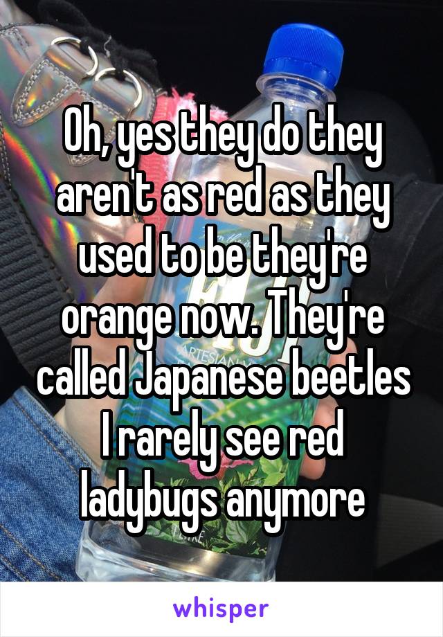 Oh, yes they do they aren't as red as they used to be they're orange now. They're called Japanese beetles I rarely see red ladybugs anymore