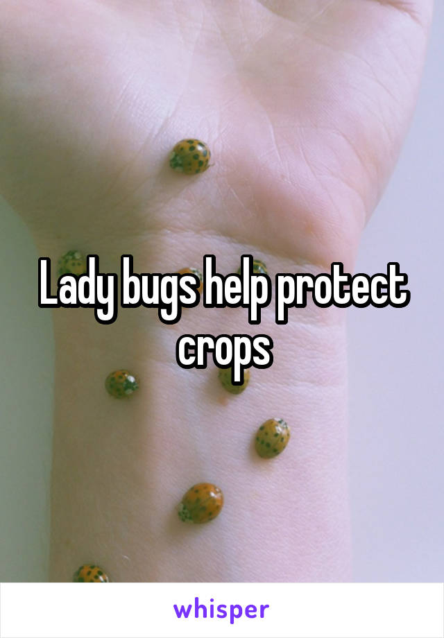 Lady bugs help protect crops