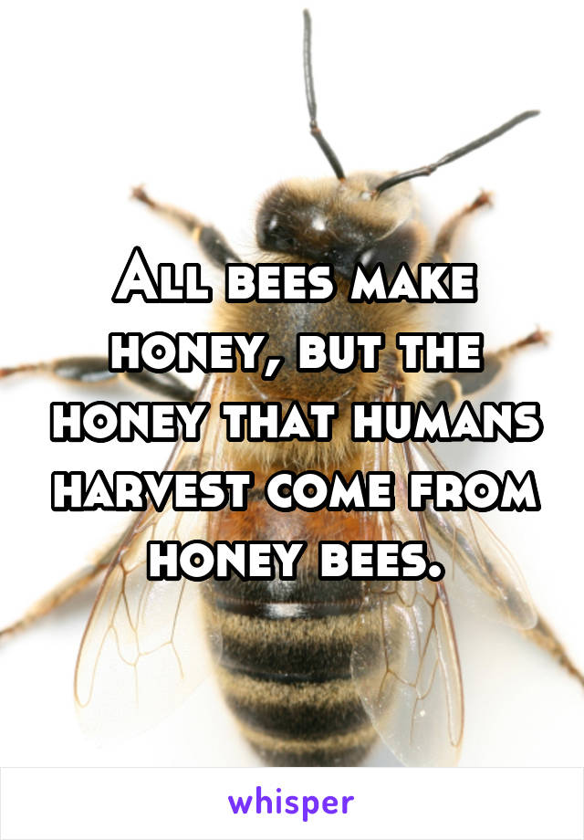 All bees make honey, but the honey that humans harvest come from honey bees.