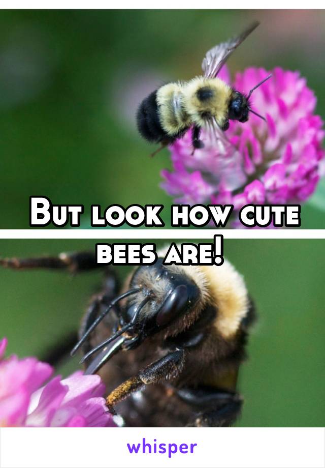 But look how cute bees are! 