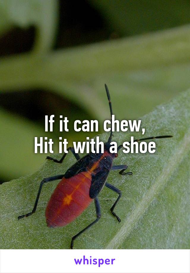 If it can chew,
Hit it with a shoe