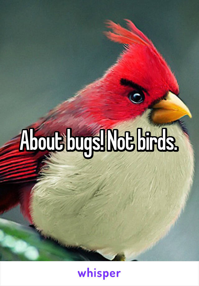 About bugs! Not birds. 