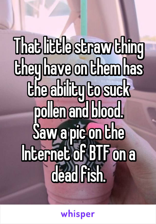 That little straw thing they have on them has the ability to suck pollen and blood.
Saw a pic on the Internet of BTF on a dead fish.