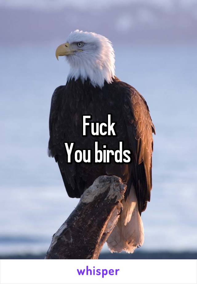 Fuck
You birds 