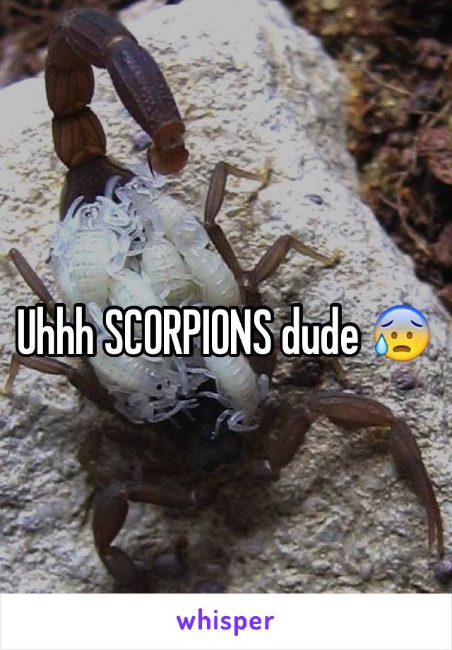 Uhhh SCORPIONS dude 😰