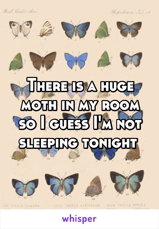 There is a huge moth in my room so I guess I'm not sleeping tonight 