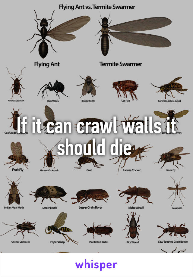 If it can crawl walls it should die 