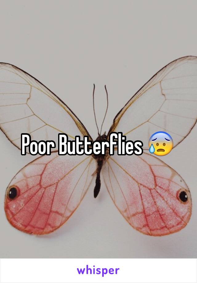 Poor Butterflies 😰