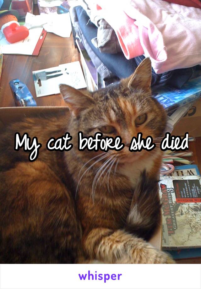 My cat before she died