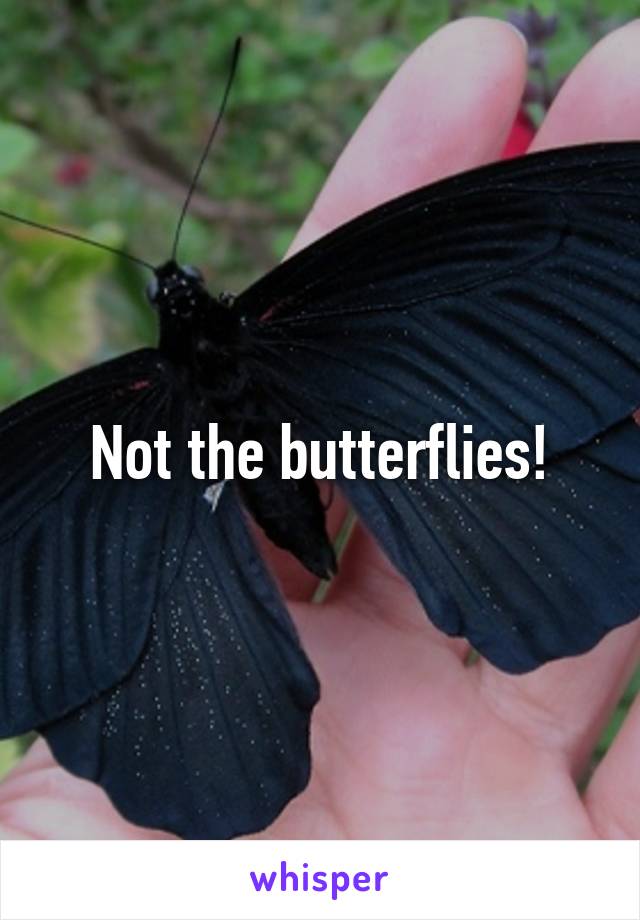 Not the butterflies!