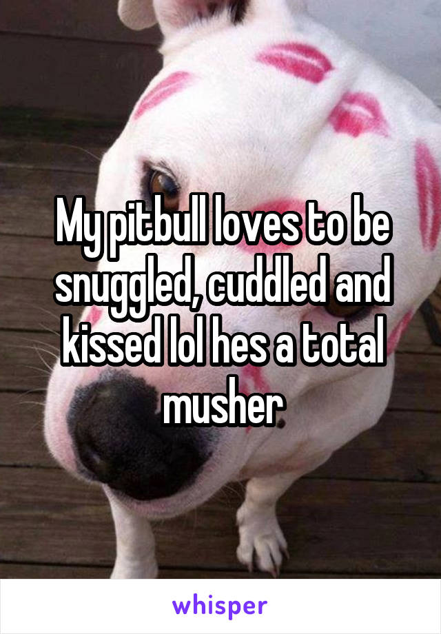 My pitbull loves to be snuggled, cuddled and kissed lol hes a total musher