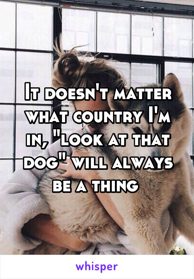 It doesn't matter what country I'm in, "look at that dog" will always be a thing 