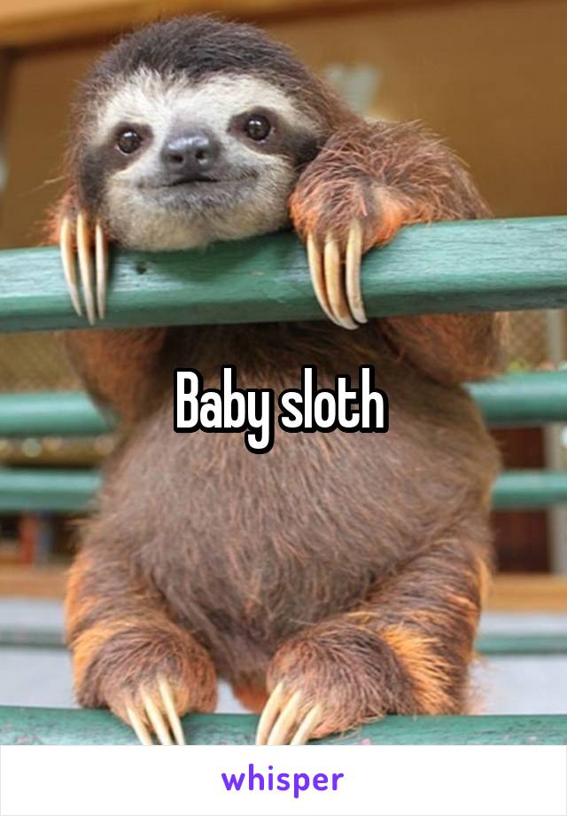 Baby sloth 