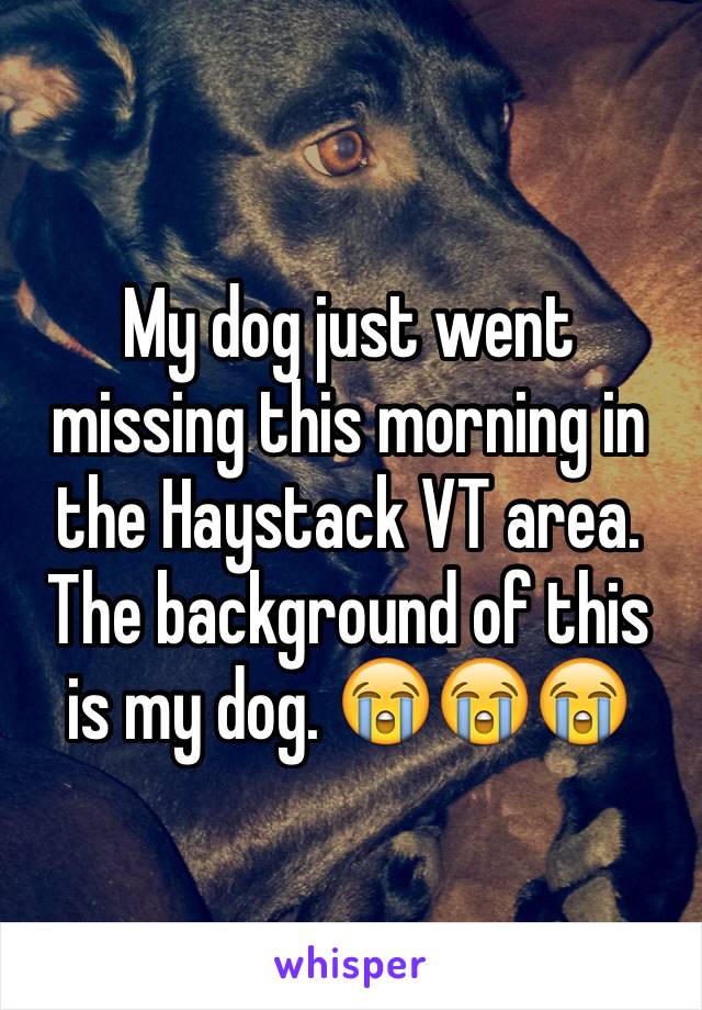 My dog just went missing this morning in the Haystack VT area. The background of this is my dog. 😭😭😭