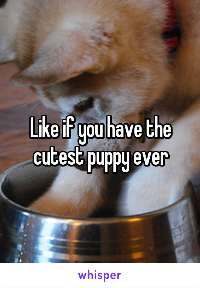 Like if you have the cutest puppy ever