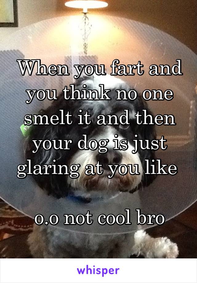 When you fart and you think no one smelt it and then your dog is just glaring at you like 

 o.o not cool bro 