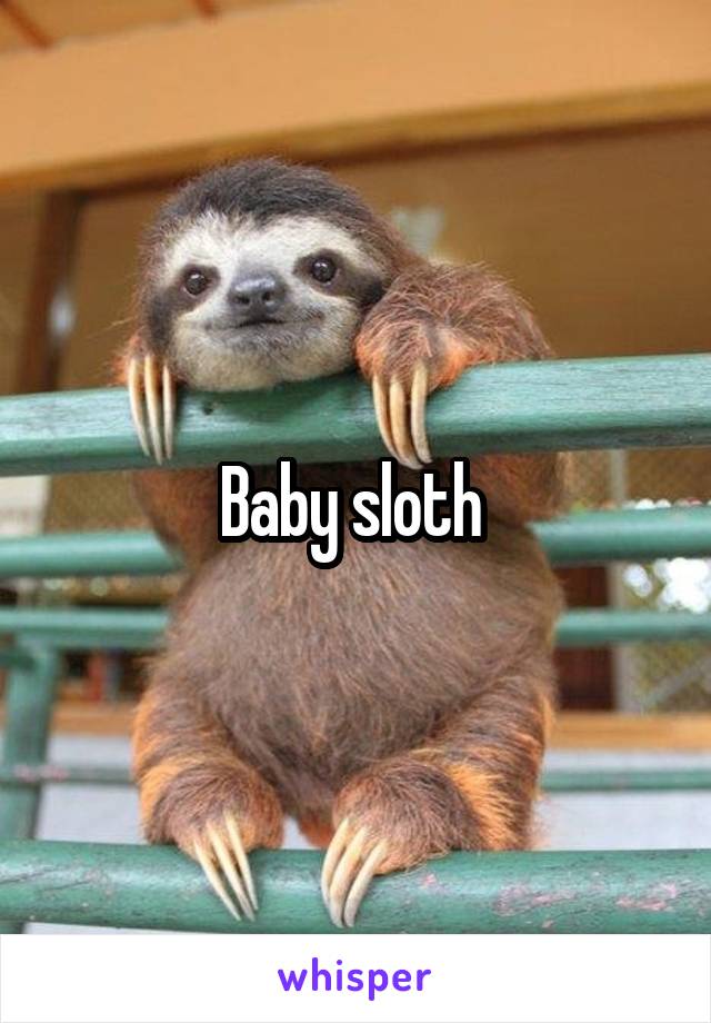 Baby sloth 