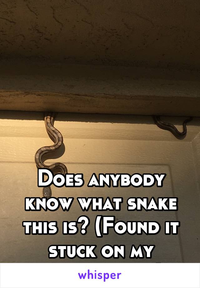 






Does anybody know what snake this is? (Found it stuck on my garage door)